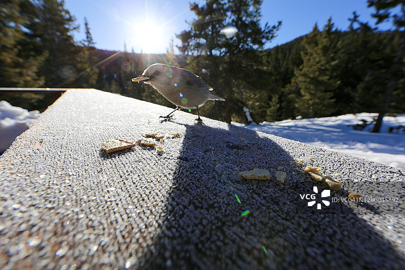 冬季小屋里偷面包屑的贼图片素材