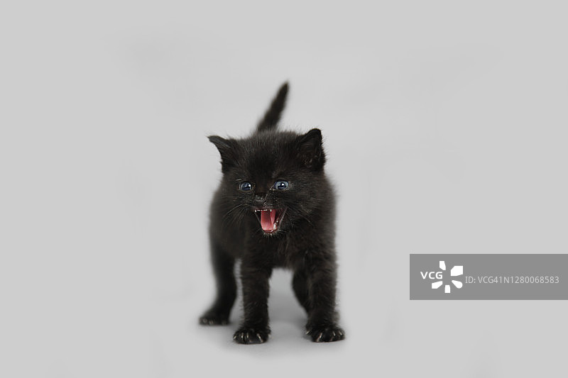 白色灰色背景上的小猫图片素材