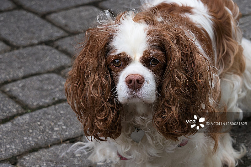 可爱的暴躁英国史宾格犬图片素材