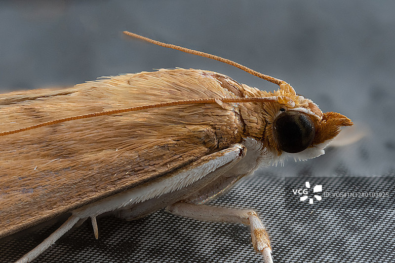 喀拉拉邦的蛾图片素材