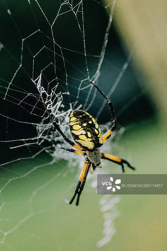 花园蜘蛛结网图片素材