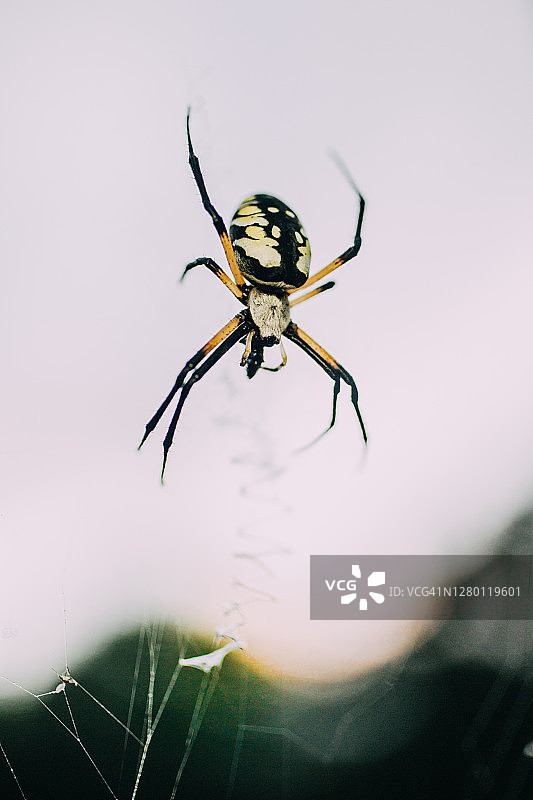 结网蛛，网上的黄色花园蜘蛛图片素材