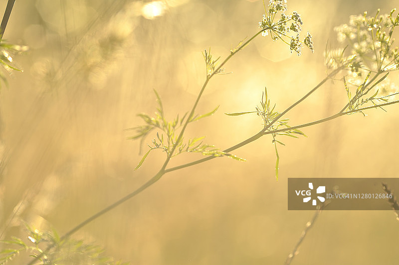 熊爪草图片素材