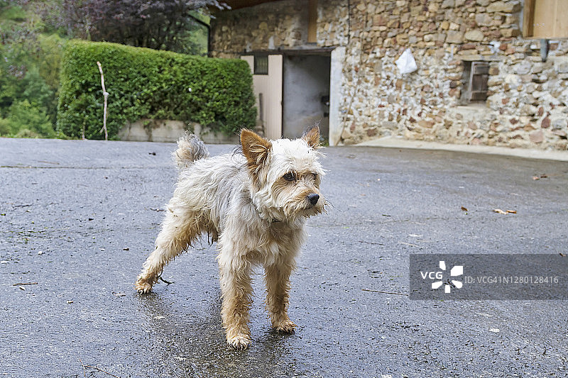 农舍梗犬图片素材