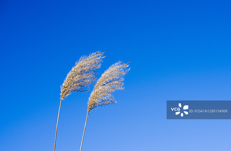处女银草图片素材