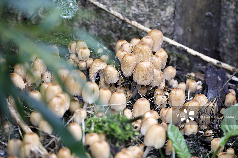 法国塞纳-马恩省的真菌图片素材