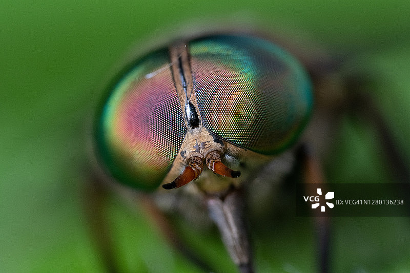 节肢动物微距照片图片素材