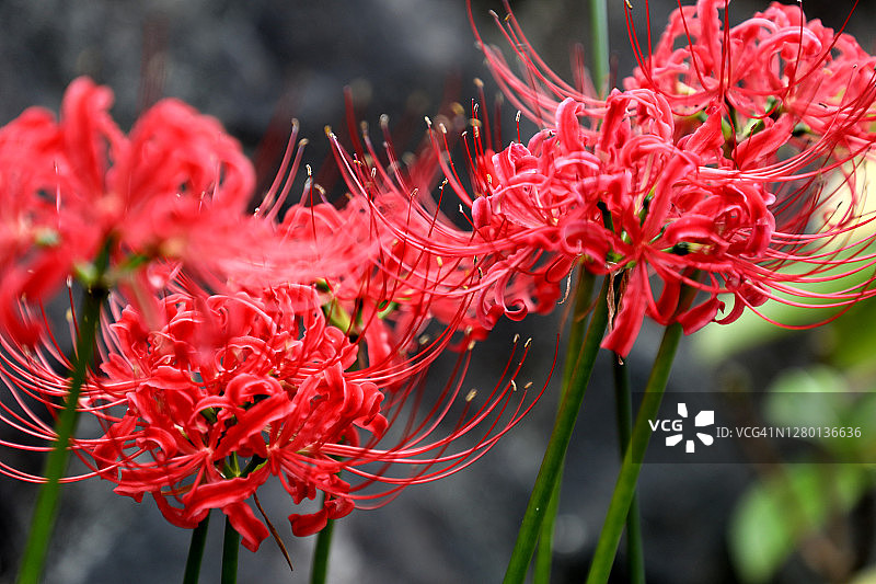 红色彼岸花图片素材