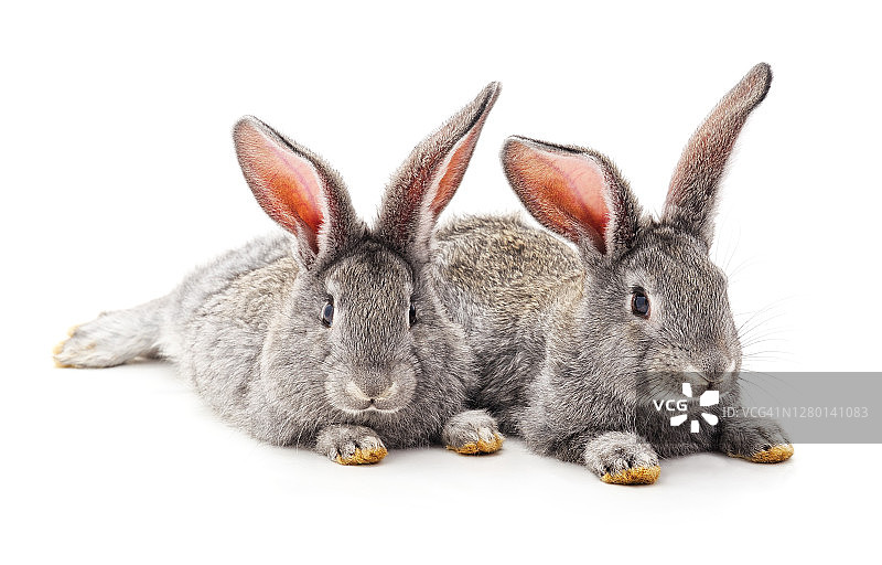 两只灰色兔子图片素材