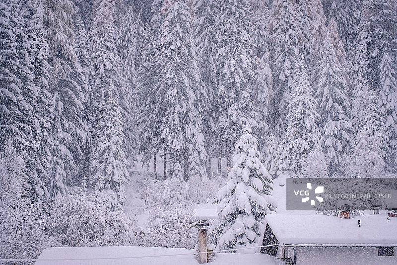 奥地利斯图拜山谷新施蒂夫特镇的冬季景观，大雪过后白雪皑皑的树木图片素材