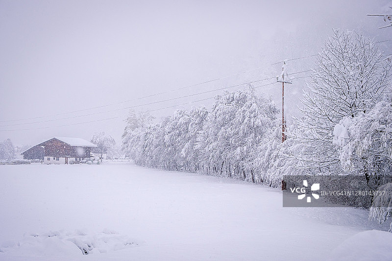 奥地利斯图拜山谷新施蒂夫特镇的冬季景观，大雪过后白雪皑皑的树木图片素材