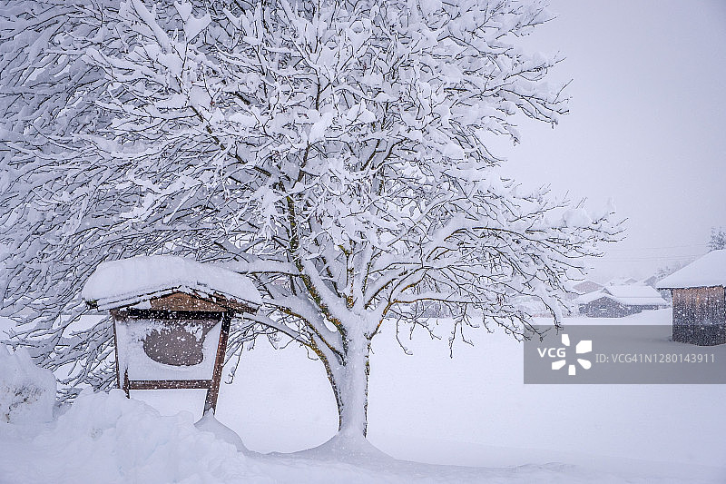 奥地利斯图拜山谷新施蒂夫特镇的冬季景观，大雪过后白雪皑皑的树木图片素材