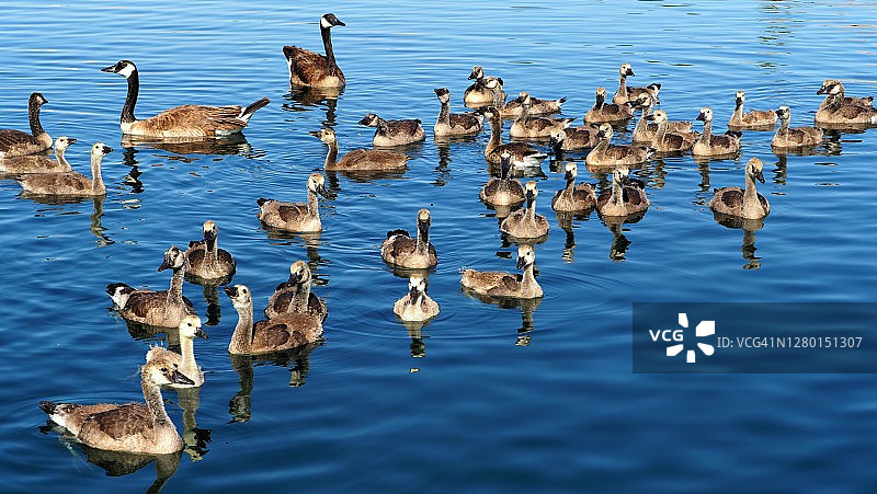 海洋生物图片素材