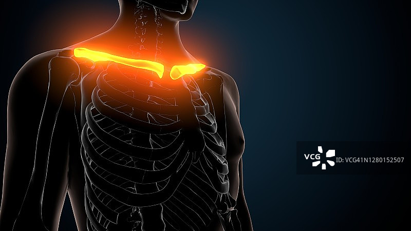 人体骨骼锁骨解剖结构3D插图图片素材