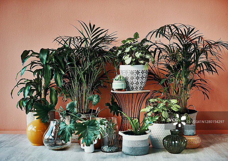 植物生长的地方，就有幸福图片素材