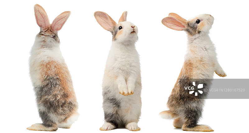 三只不同颜色可爱小兔子，不同站姿，小兔子们的可爱动作图片素材