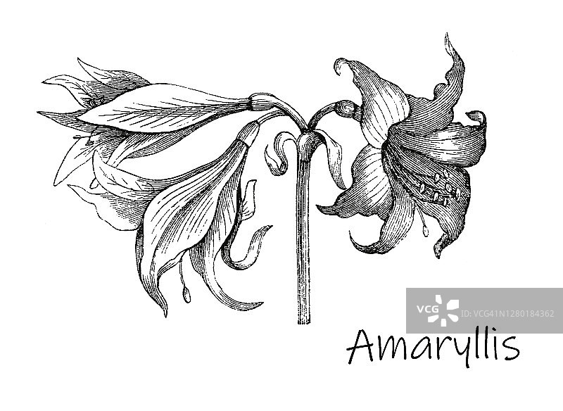 老刻的孤挺花插图图片素材