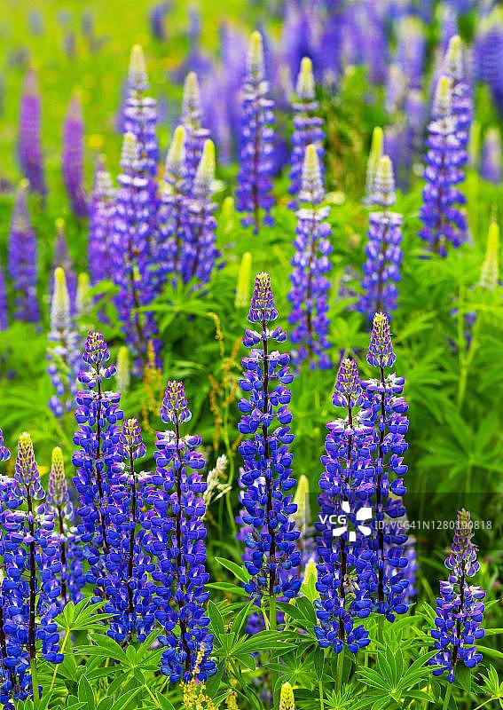 奥地利上奥地利州鲁冰花图片素材