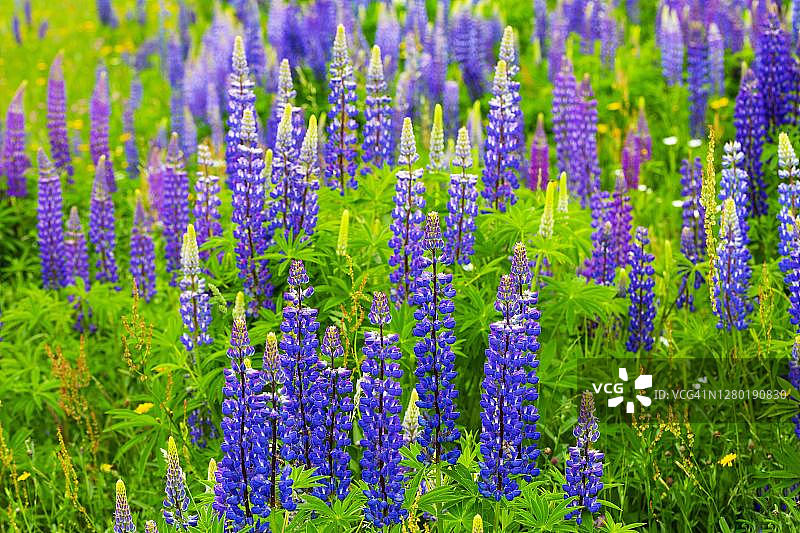 奥地利上奥地利州鲁冰花图片素材
