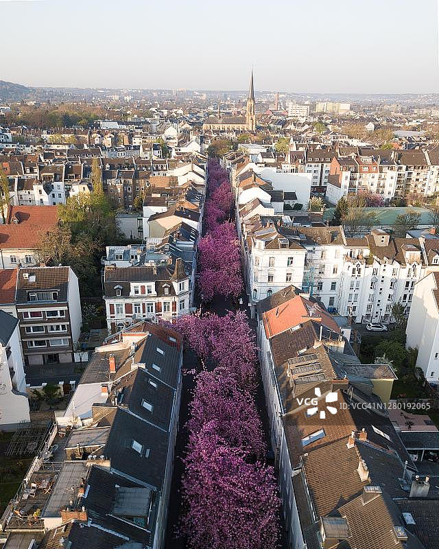德国北莱茵-威斯特法伦州波恩市熙熙攘攘大街上的盛开樱花树图片素材