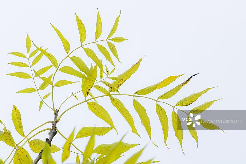 德国下萨克森的秋季山核桃树枝图片素材