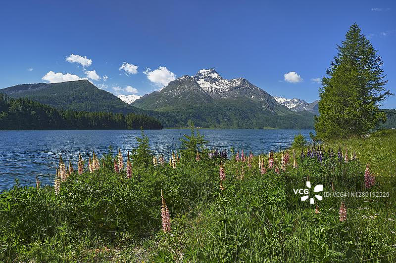 盛开的羽扇豆，背景是皮兹达拉马格纳山、锡尔斯湖，瑞士格劳宾登州上恩加丁图片素材