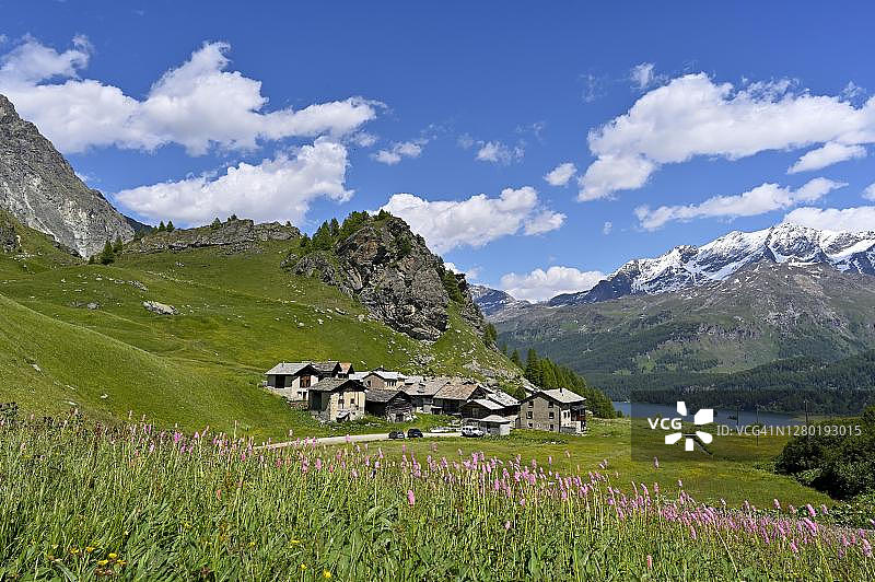 瑞士格雷瓦萨尔瓦斯盛开的蓼花草甸图片素材