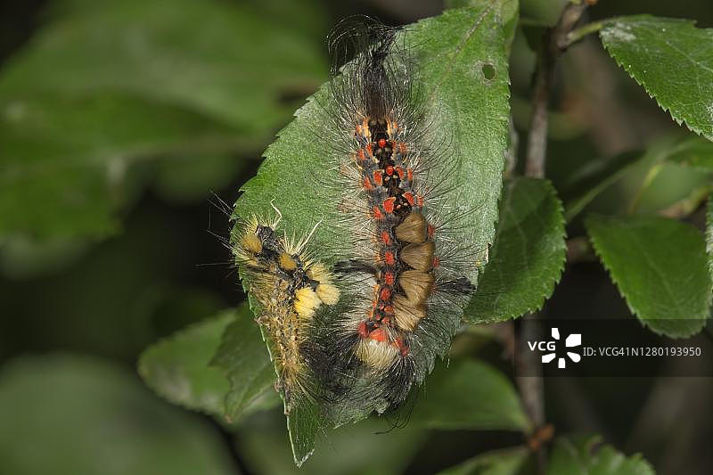 德国巴登-符腾堡黑刺李叶上的锈色毒蛾毛虫蜕皮图片素材