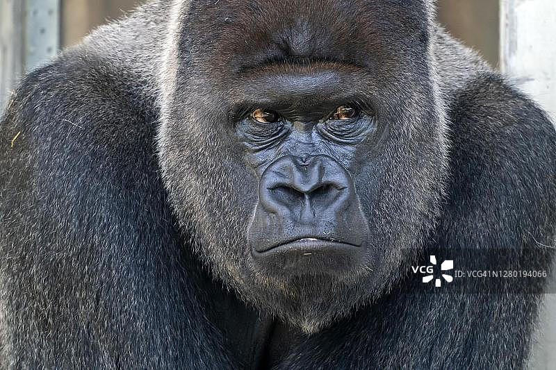 德国银背大猩猩特写图片素材