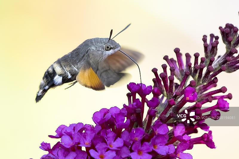 蜂鸟鹰蛾（Macroglossum stellatarum）飞行采蜜，德国黑森图片素材