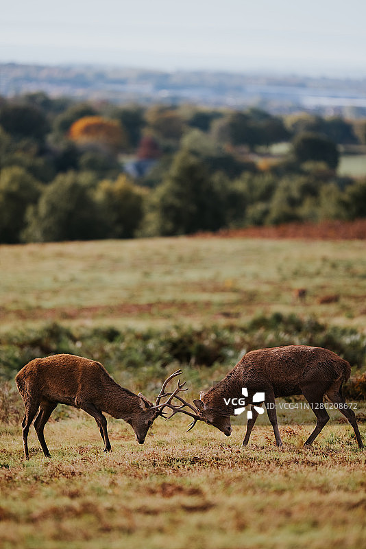 马鹿(鹿)图片素材