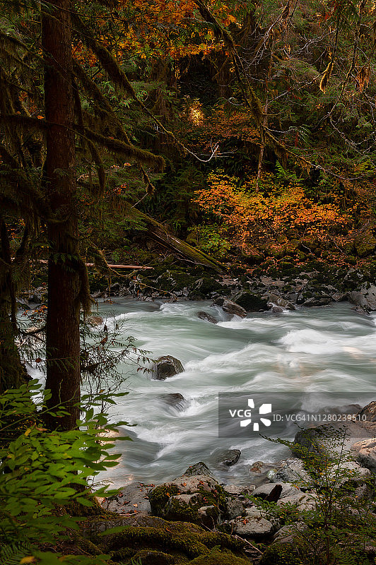 太平洋西北雨林中努克萨克河沿岸的秋色图片素材