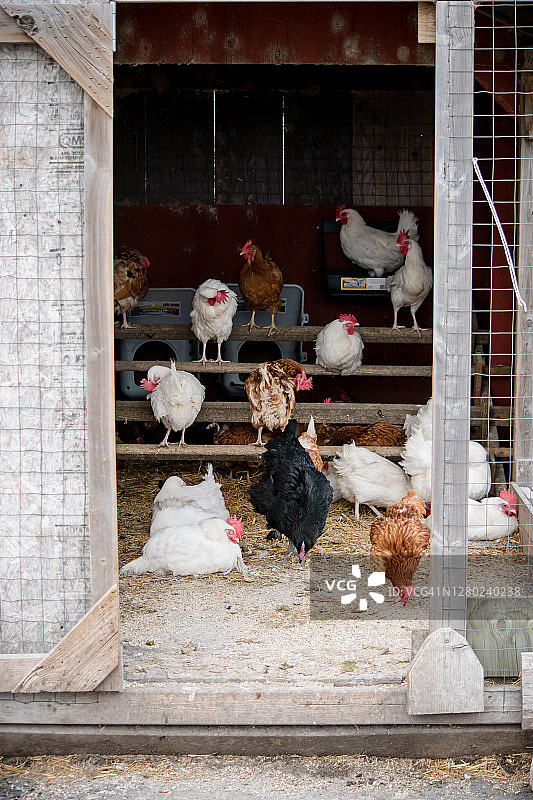 鸡舍图片素材