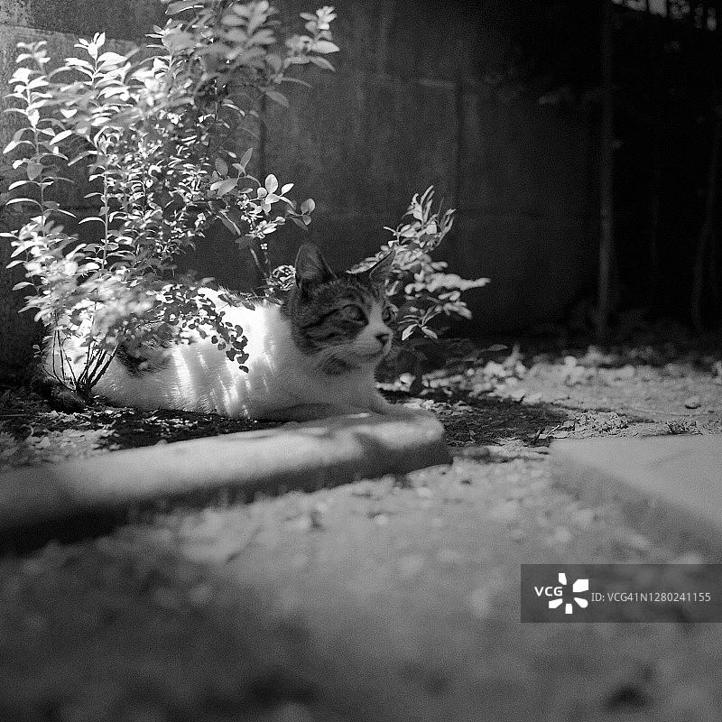 躲在草丛里的猫图片素材