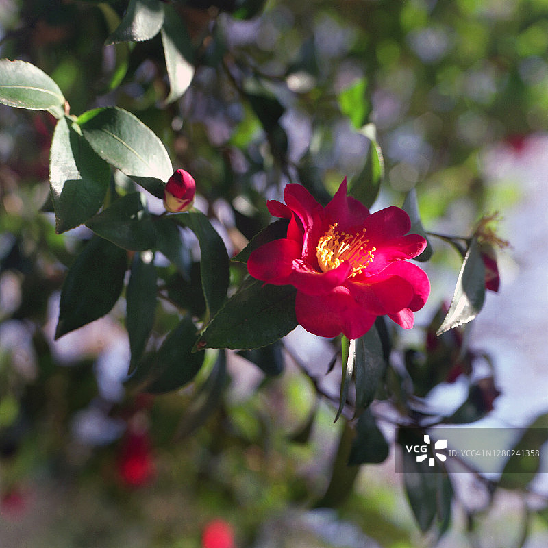 一个山茶花图片素材