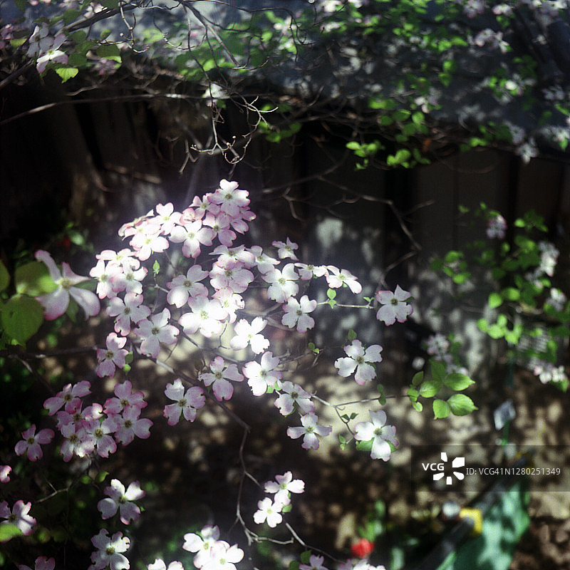 俯视角度拍摄的梣树图片素材