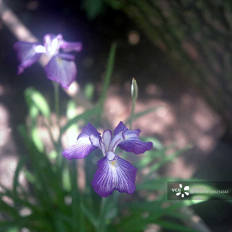 阴影鸢尾花图片素材