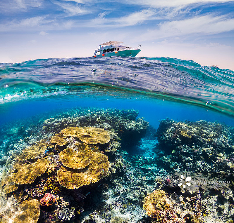 热带鱼水下场景：热带海洋浮潜图片素材