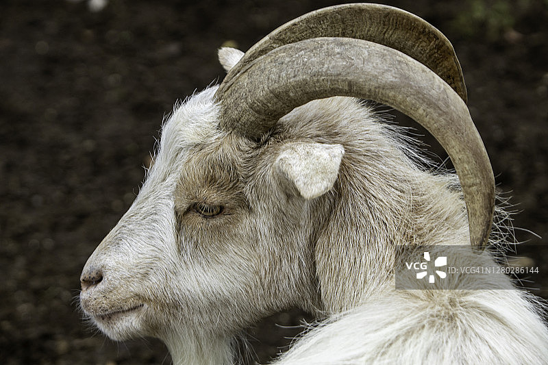 白色山羊特写图片素材