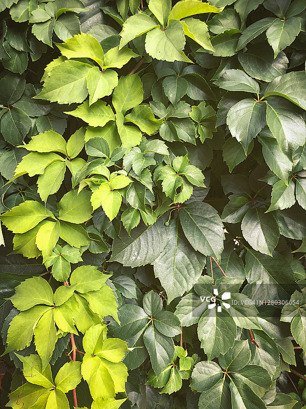 五叶地锦（美国地锦）图片素材