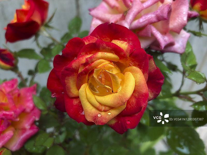 月季花图片素材