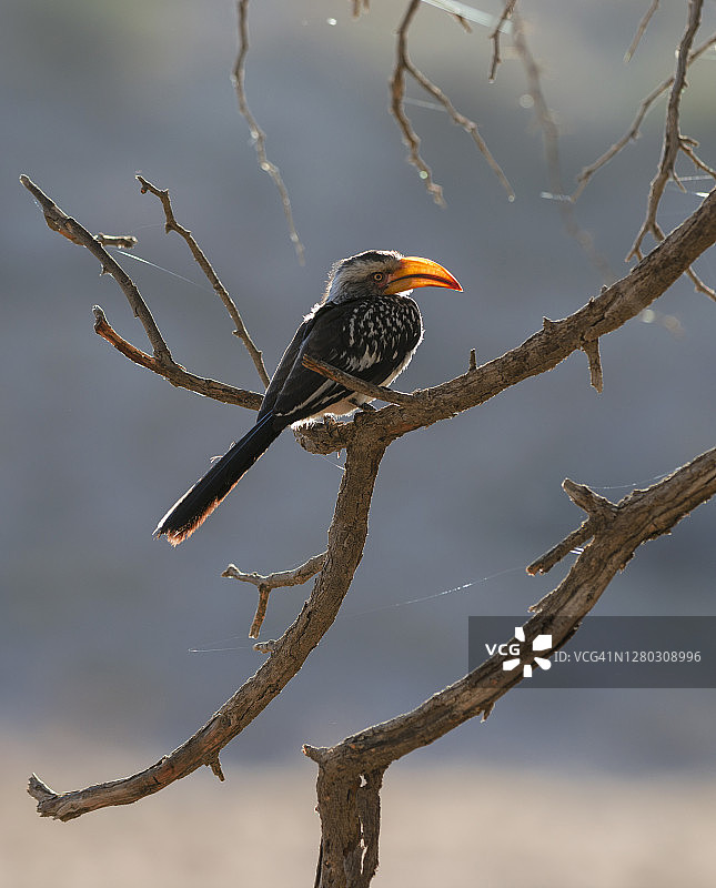 卡拉哈迪跨境公园的南方黄嘴犀鸟图片素材