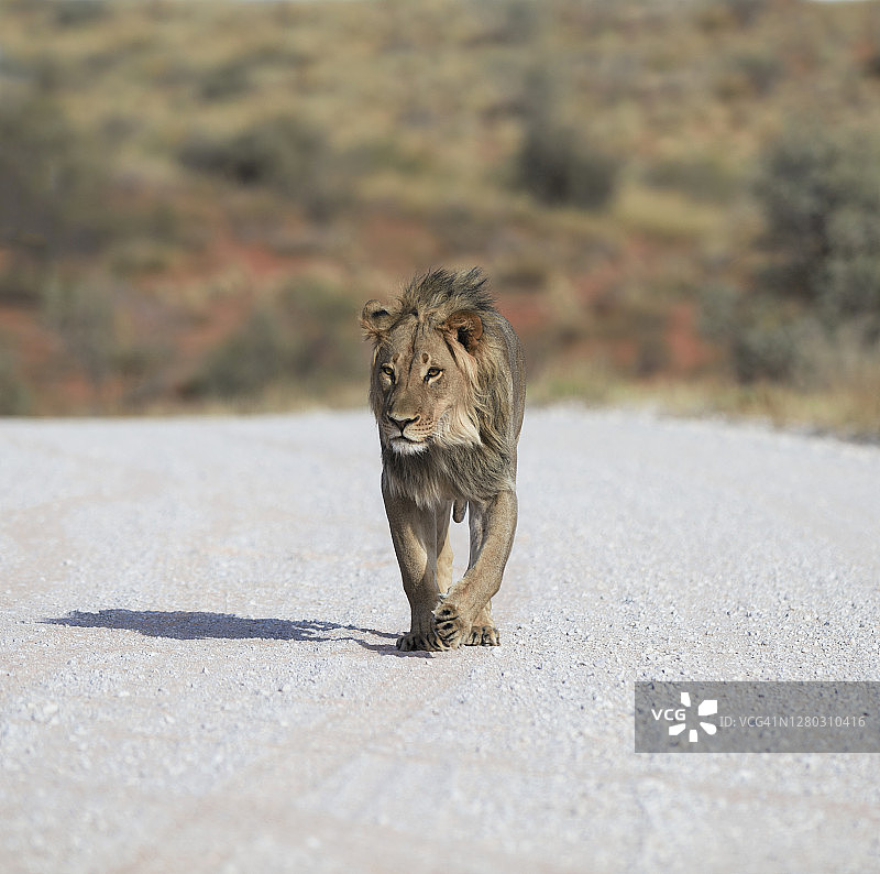 狮子走在卡拉哈里沙漠的沙丘路上图片素材