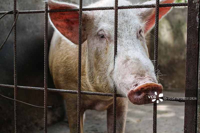 贝宁野生动物摄影图片素材