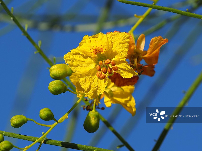 绿树鲜花盛开图片素材
