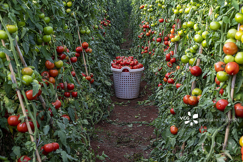 农场有机番茄的收割图片素材