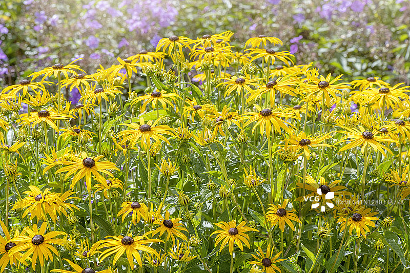 盛开的夏季花朵：金色风暴金光菊图片素材