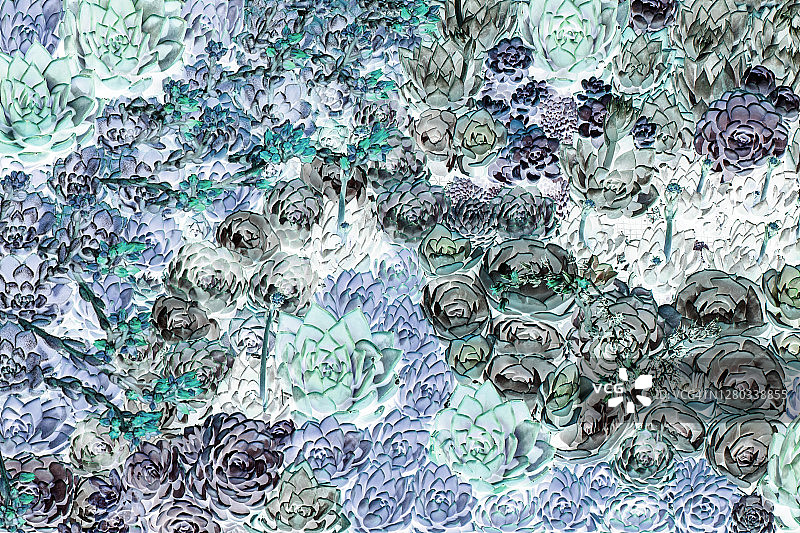 美丽的长生草植物特写图片素材