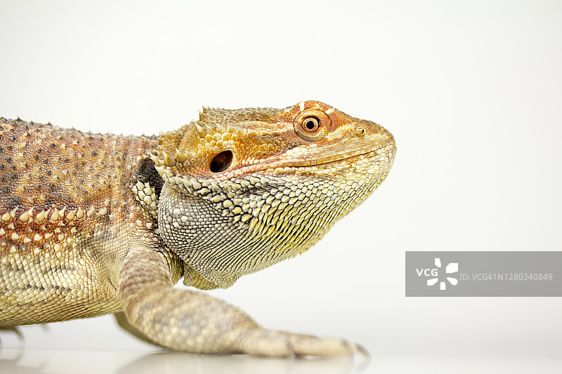 松狮蜥图片素材