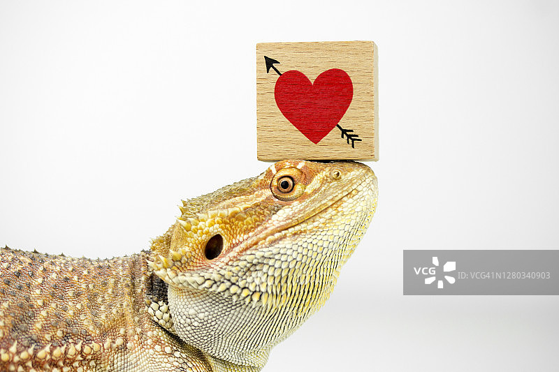 恋爱中的动物图片素材